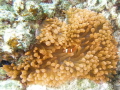   Spinecheek anemonefish Maroon Clownfish Premnas biaculeatus  